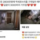 가보스공인중개사사무소 | 곰팡이 3000마리 거주 중 집주인의 사연 진짜 궁금하지 않아?