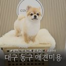 대구 동구 애견미용 봉무동 강아지 옷 가위컷 코코마리