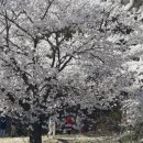 [돌핀투어] 울산출발 4월9일(일) 청풍호 케이블카+ 청풍호 벚꽃축제+옥순봉 출렁다리 봄맞이투어 이미지