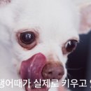 이쁘개# 이미지