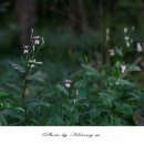 들꽃카페 이미지