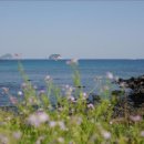 제주도 푸른밤 이미지