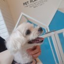 닥터에이스 동물병원 이미지