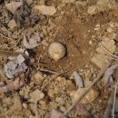 도토리의꿈 이미지