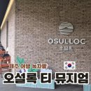 제주 오설록 티뮤지엄 카페 방문 후기 차로 물든 힐링의 시간