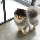 윤스강아지 이미지