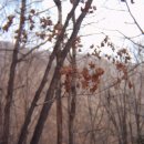 진다리로 이미지