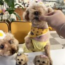 꼬리별펫케이크 이미지