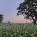 탐라메밀