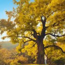 천과나무 이미지