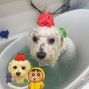 단풍이네 그루밍샵 이미지