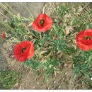 피아골농장펜션 이미지