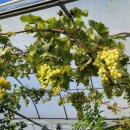 김일병농장 이미지