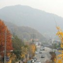 소나무향기 이미지