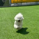 놀러오개 애견유치원 애견호텔 김해점 이미지