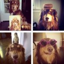 훈훈하개 이미지