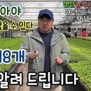 (주)씨드바이오 | ♣주요품종 18개 고추키 알려드립니다!!(고추 키를 알아야 재배의 방향을 잡을 수 있다)