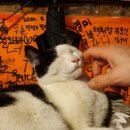 포장마차탄