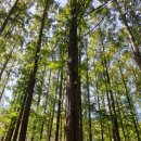 장태산휴양림 이미지