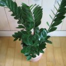 돈나와라뚝딱 이미지