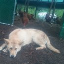 리송농장 이미지