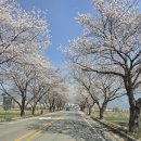 서시천자전거길1 | 구례 300리 벚꽃축제 서시천체육공원 다녀왔어요. (주차. 행사. 놀이터)
