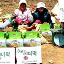 평창백덕산더덕 이미지