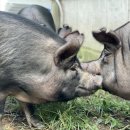 송학농장 이미지