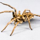 거미대문 이미지