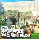 소랑동물병원 | 제주도 가볼만한곳 다양한 체험 추천 제주홀릭뮤지엄 후기