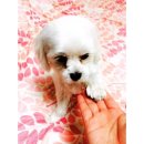 페티즈(petis) 이미지