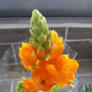 베들레헴별꽃( 오니소갈룸, Ornithogalum) 심기 이미지