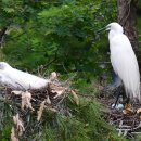 소나무둥지 이미지