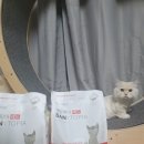 랩토피아 샌토피아레드 고양이모래 먼지없는모래 벤토나이트 사용후기