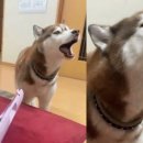 멜로디언 이미지