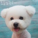 동물병원루니 | 성남 금곡동 동물병원 동물병원루니 진료시간 접근성 이용후기