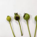 검은별 이미지