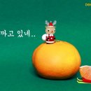 싱싱제주