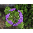 들꽃풍경 이미지