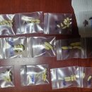 아키메네스 4종베니스,스텐스딜라이트,샤이션 이미지