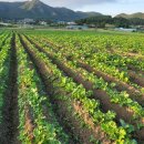 혜은농장 이미지