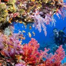 바깥자포 이미지