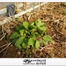 용두산농장 이미지