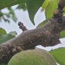 푸른식물병원 이미지