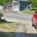 식신생선구이(진산점) | 식신생선구이 진산점 [내돈내산]