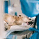 이오동물병원 이미지