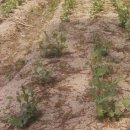 장동농장 이미지