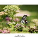 나비의꿈-호접지몽 이미지