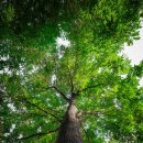 꽃과 그늘 이미지