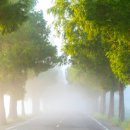 안개로가로수 이미지